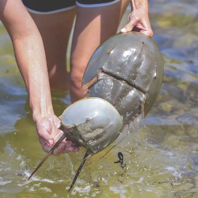 thumbnail for publication: Candidate Species for Florida Aquaculture: American Horseshoe Crab Limulus polyphemus